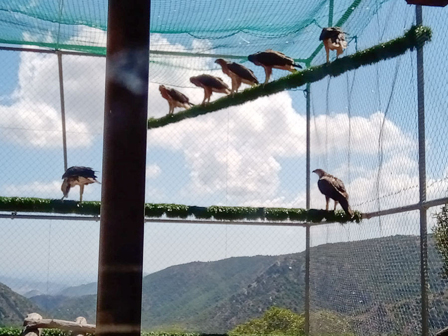 Dalla Spagna altre sette aquile arrivate per il Parco di Tepilora