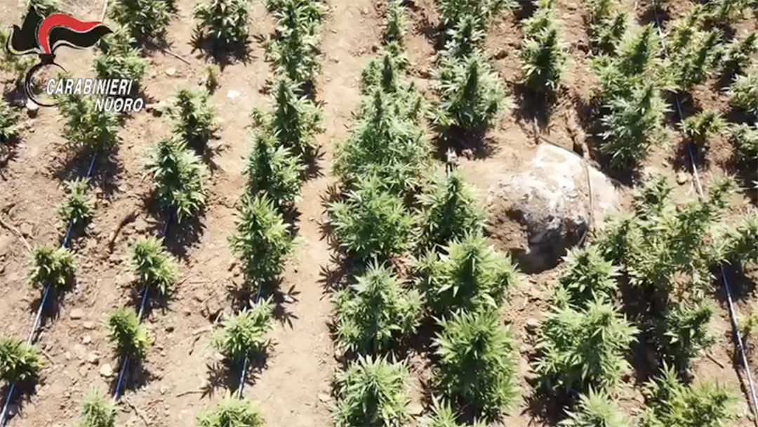 Oltre 7mila piante e 26 kg di marijuana, hashish e cocaina del valore di 6milioni di euro: cinque persone nei guai