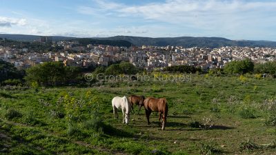 Una panoramica della città di Nuoro (foto S.Novellu)