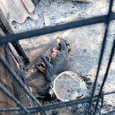 animale brucato negli incendi del fine settimana scorso