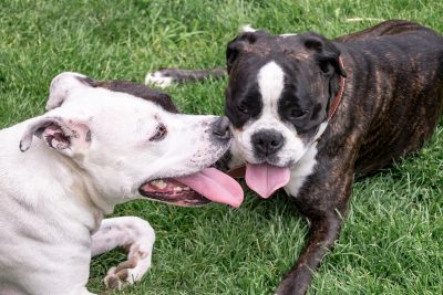 Due esemplari di American staffordshire terrier