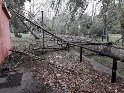 Alberi sradicati nel parco di Sant'Antioco a Scano Montiferro