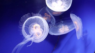 Alcuni esemplari di medusa all'acquario di Cala Gonone