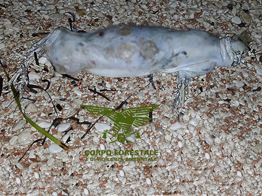 La foca monaca era un gatto: i resti ritrovati a Cala Gonone apparterrebero a un felino