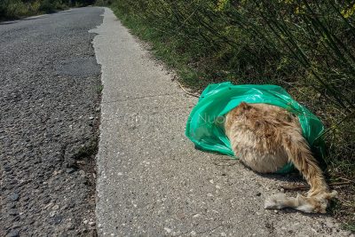 Il gatto morto gettato a bordo strada (foto S.Novellu)