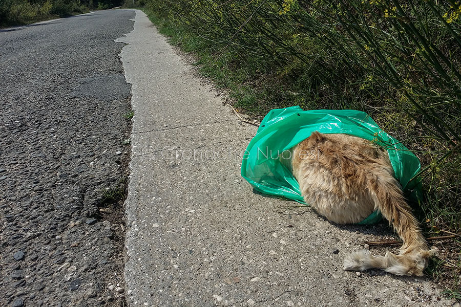 Piccola storia triste: quando l’amore per gli animali finisce a bordo strada
