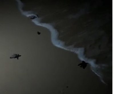 Le tartarughe Caretta Caretta nate in spiaggia a Chia
