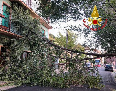 Un albero sradicato dal vento a Gadoni