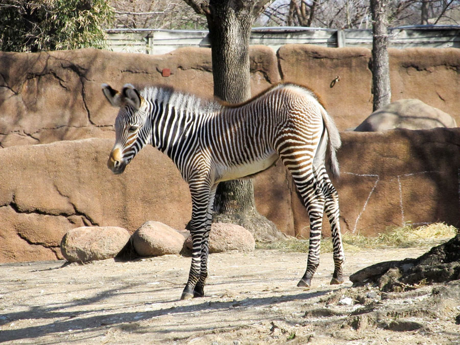Coronavirus e discriminazione: famiglia sarda respinta allo zoo di Roma