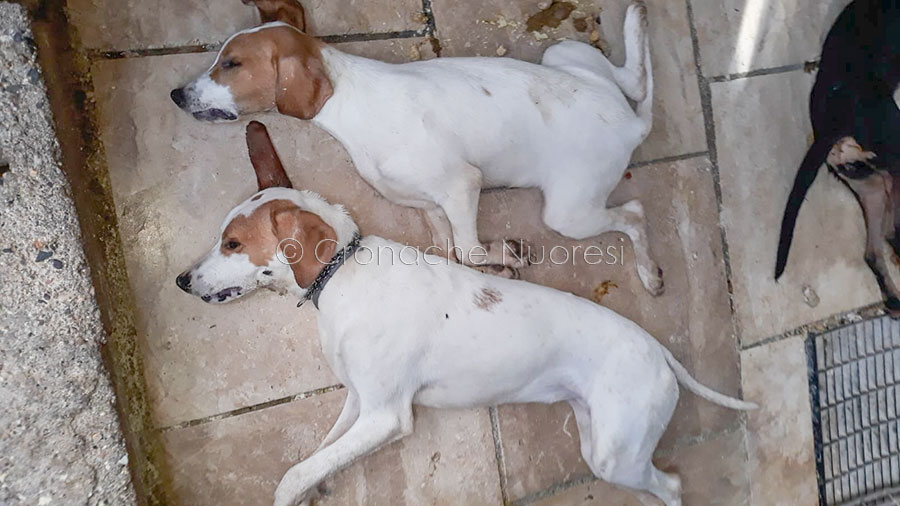 Orrore in Baronia: cani da caccia sterminati con cibo avvelenato