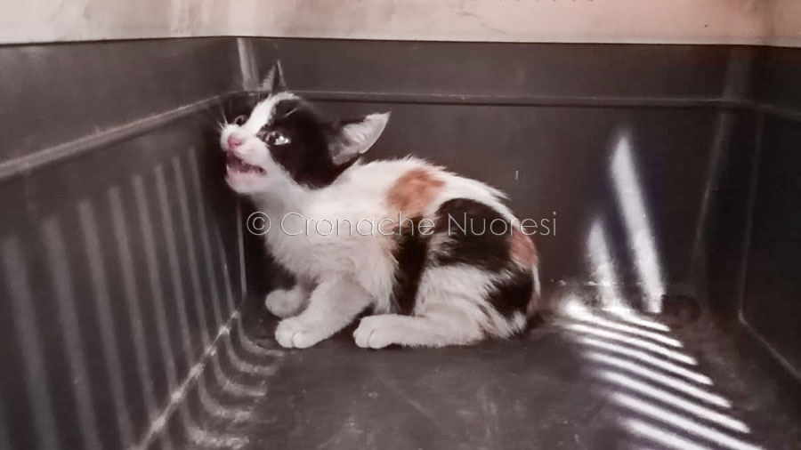 Spediscono un pacco e non si accorgono che dentro c’era il loro gatto: ritrovato dopo 6 giorni