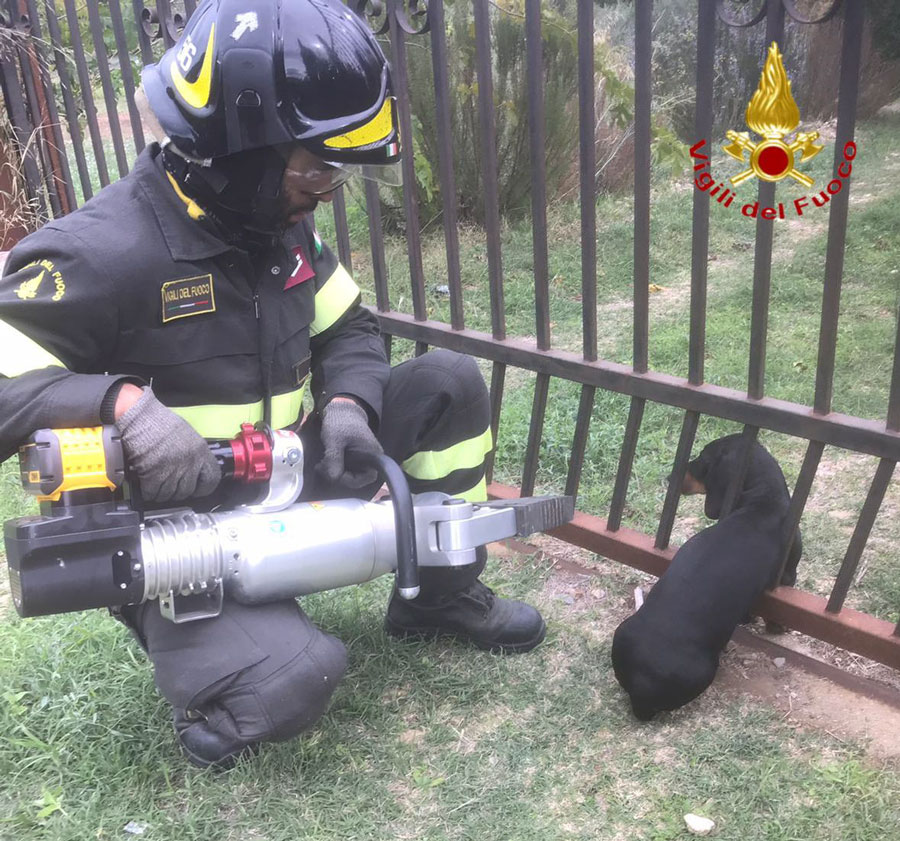 Bassotto rimane intrappolato con la testa in un cancello: lo salvano i Vigili del Fuoco