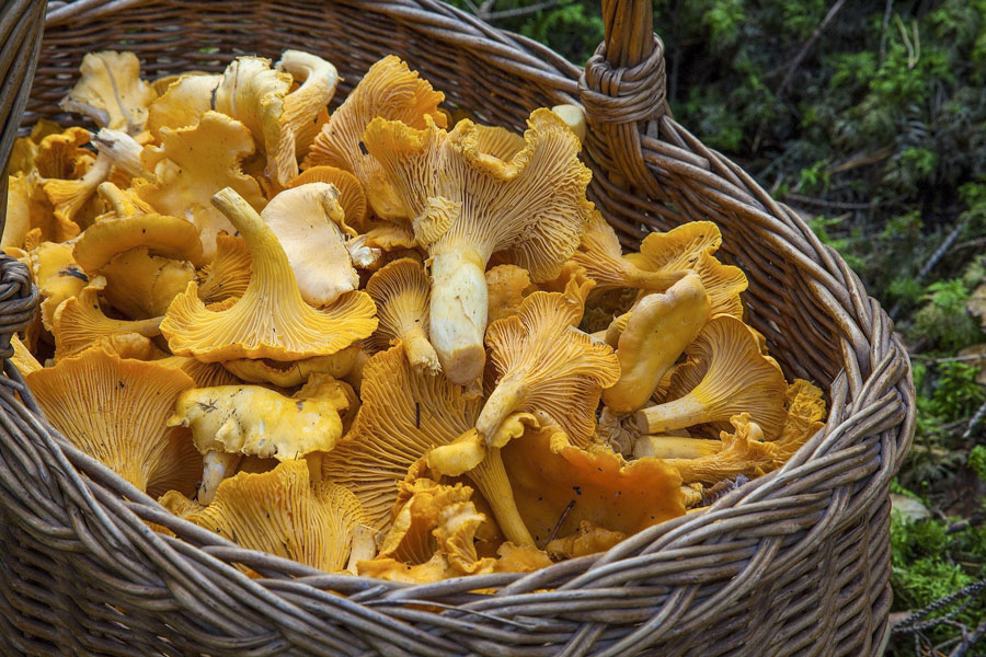 Codiretti Nuoro Ogliastra: “La raccolta dei funghi non può essere un hobby senza regole”