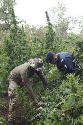 la piantagione di marijuana