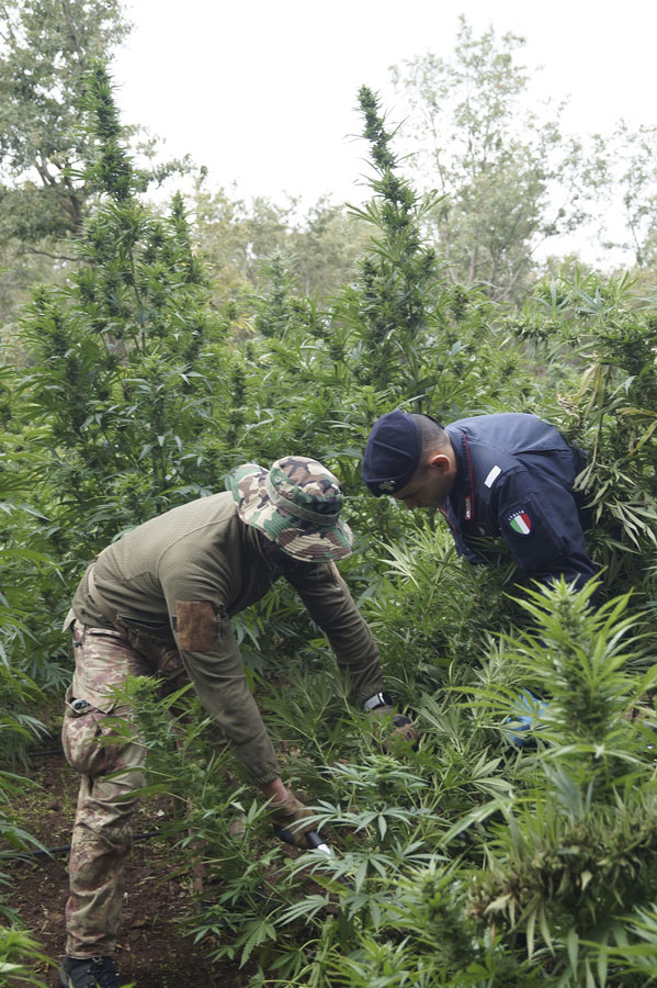 Macomer.  Maxi piantagione di marijuana da oltre un milione di euro: arrestato il custode