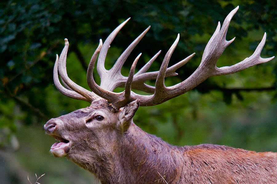 Spara a due cervi sardi: bracconiere denunciato dalla Forestale dopo un inseguimento