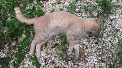 Uno dei gatti avvelenati a Sos Alinos
