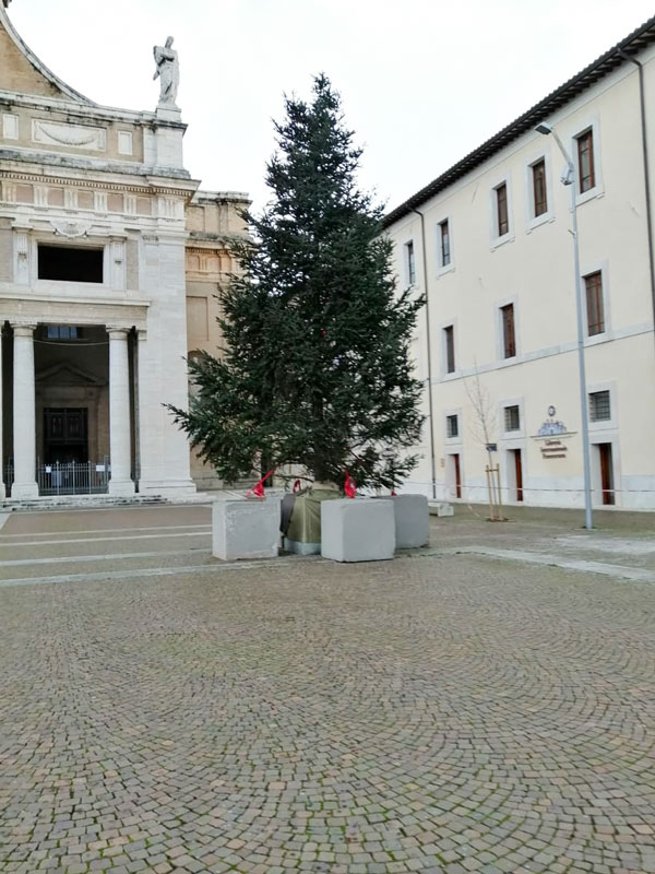 Il buon cuore dei sardi. Donato un albero di Natale ai frati minori di Assisi
