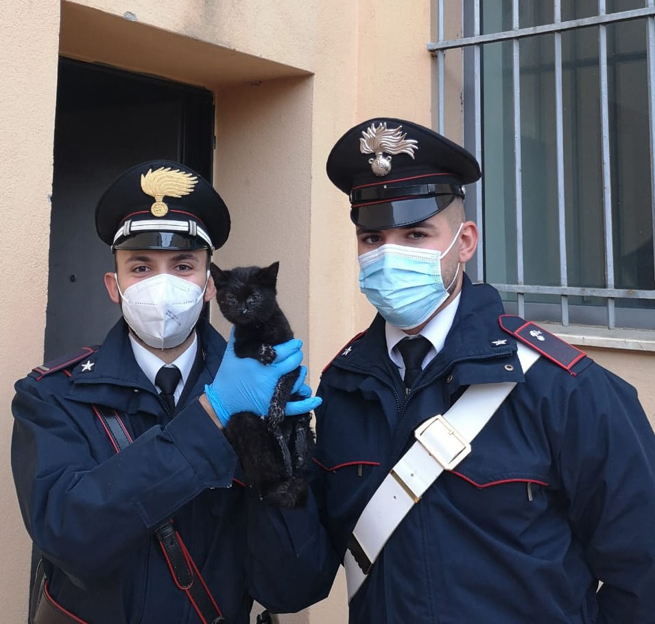 Gattino infreddolito e sotto la pioggia lungo la Statale salvato dai Carabinieri