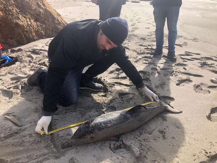 I delfini si avvicinano troppo alle cost della Sardegna: uno muore in spiaggia