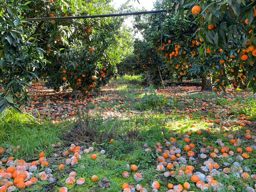 Maltempo. Coldiretti: “milioni di perdite in colture agrumi”