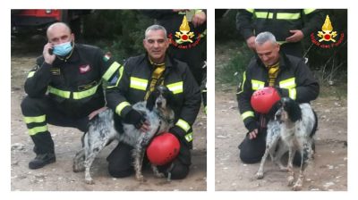 Il cane da caccia recuperato a Oddoene