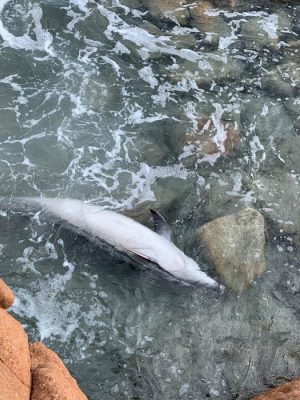 Il delfino trovato morto a Tertenia