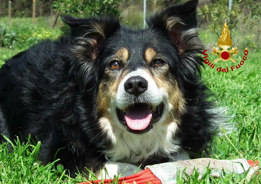 È venuta a mancare Kira componente pioniera dell’unità cinofila del Corpo Nazionale dei Vigili del Fuoco