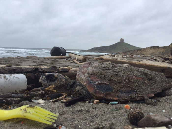 Un delfino e una tartaruga trovati morti a Tertenia e Cabras