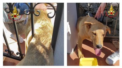 Il cane rimasto incastrato a Porto Frailis