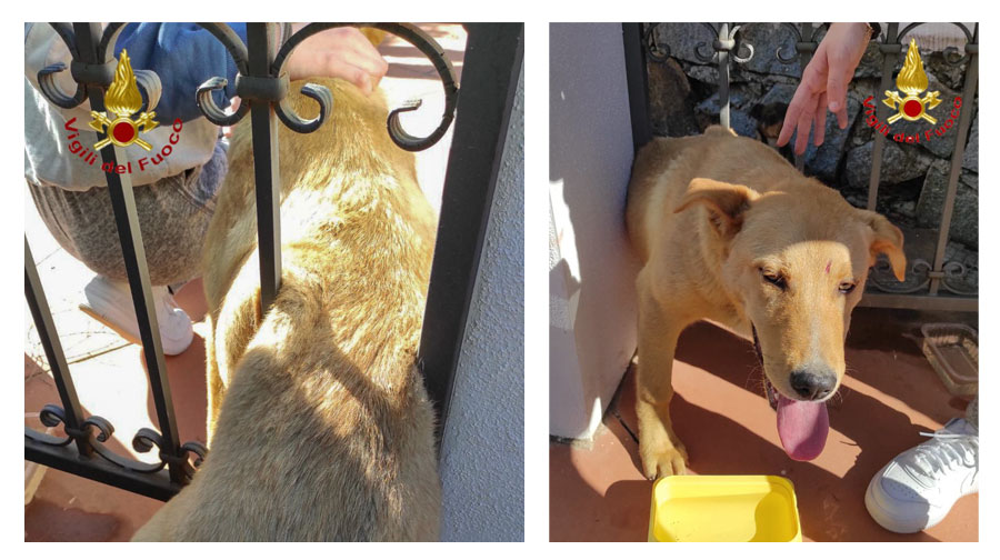 Cane rimane incastrato in un cancello: lo salvano i Vigili del fuoco