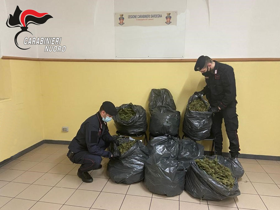 Lanusei. 14 chili di marijuana nascosti in un torrente