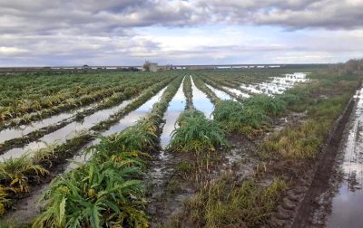 Un campo di carciofi sommerso dall'acqua piovana