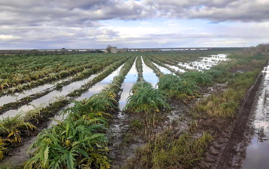 Maltempo. Coldiretti: l’agricoltura sarda è ormai sott’acqua