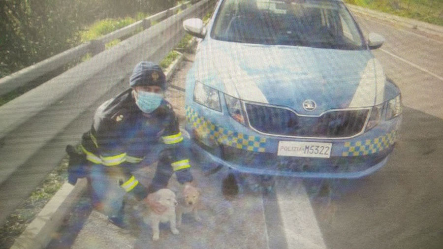 Cagnolini abbandonati in un canale di scolo, salvati dalla Stradale
