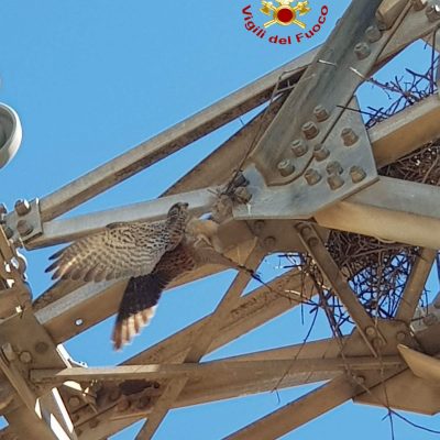 Il gheppio intrappolato nel traliccio