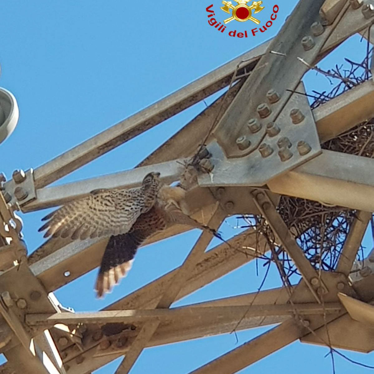 Gheppio intrappolato in un traliccio dell’alta tensione salvato dai Vigli del fuoco
