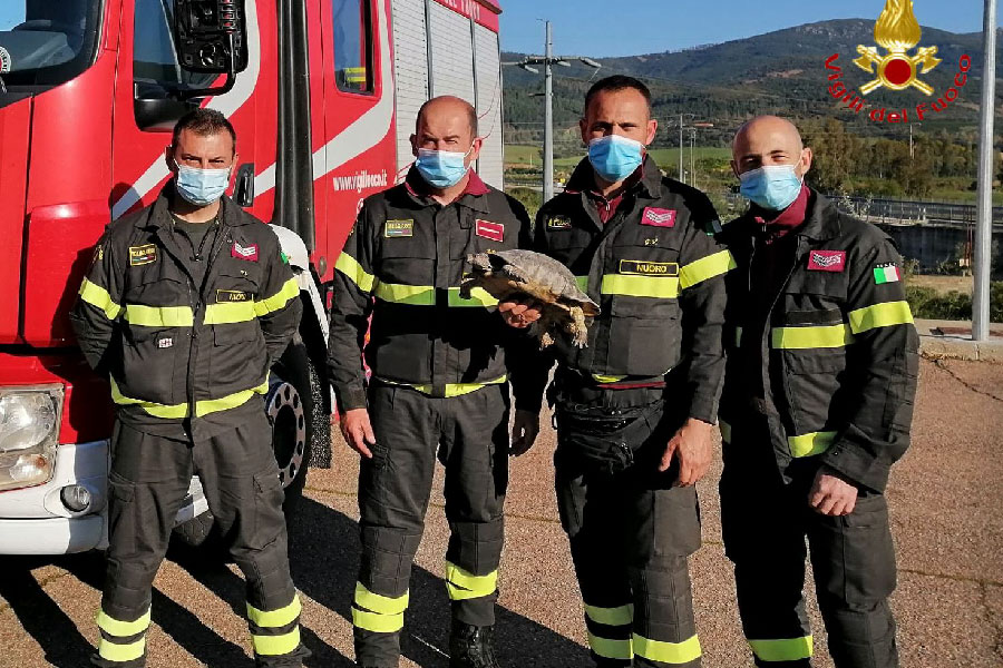 Splendido esemplare di tartaruga terrestre messa in salvo dai Vigili del Fuoco
