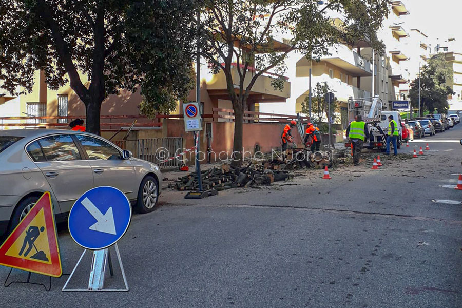 A Nuoro si abbattono i lecci malati. Interrogazione di Liberu: “In 4 anni l’amministrazione non ha fatto nulla per salvarli”