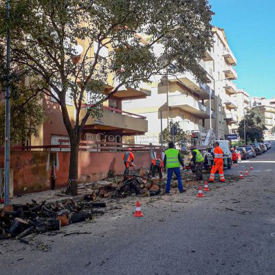 Taglio dei lecci a Nuoro