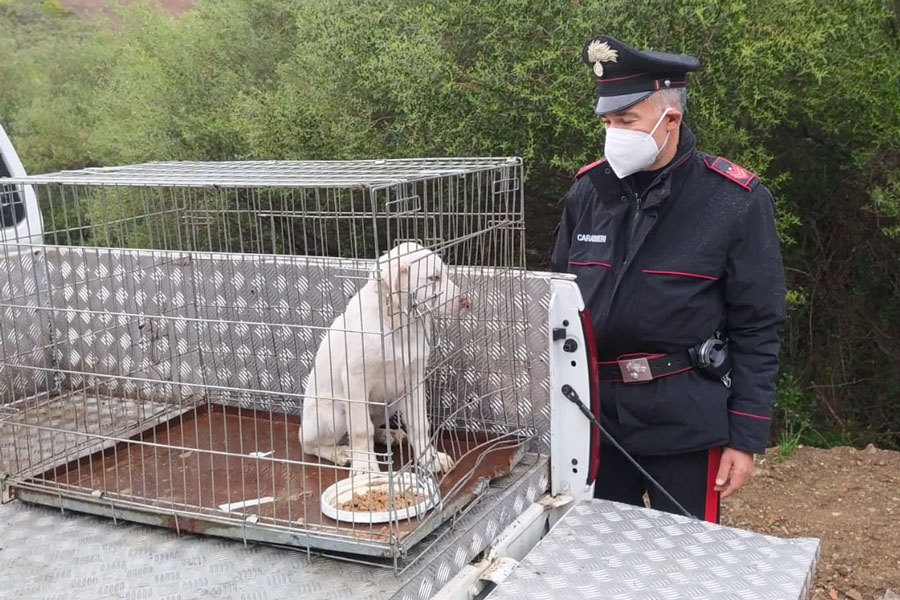 Teneva un cagnolino legato con un peso da un chilo al collo: 68 enne denunciato per maltrattamenti