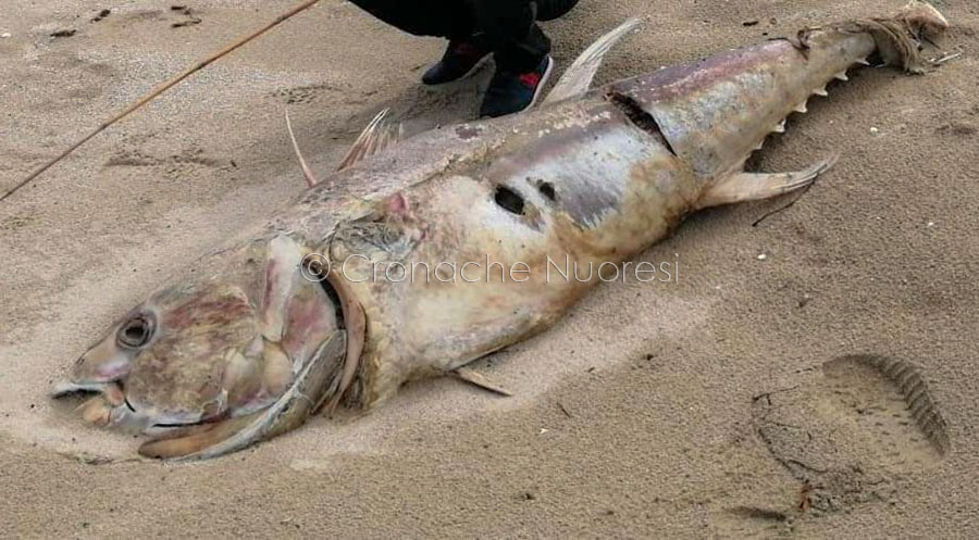 Carcassa di tonno spiaggiata da giorni sull’arenile di Posada