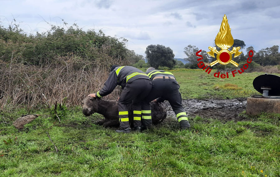 Asinello incastrato in una rete metallica precipita in una pozza di fango: salvato dai Vigili del Fuoco