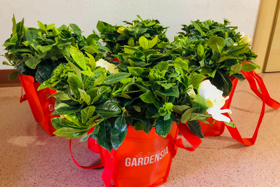 Anche a Nuoro una Gardenia per la giornata della Sclerosi Multipla