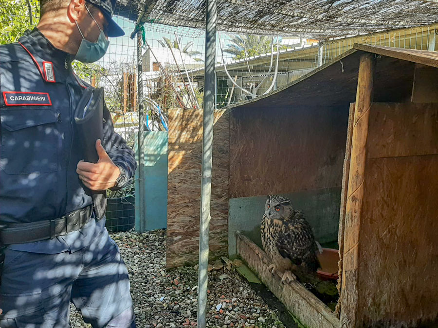 Sposta, senza avvisare l’autorità competente, tre gufi rari in un’altra sede: sanzione da 10mila euro