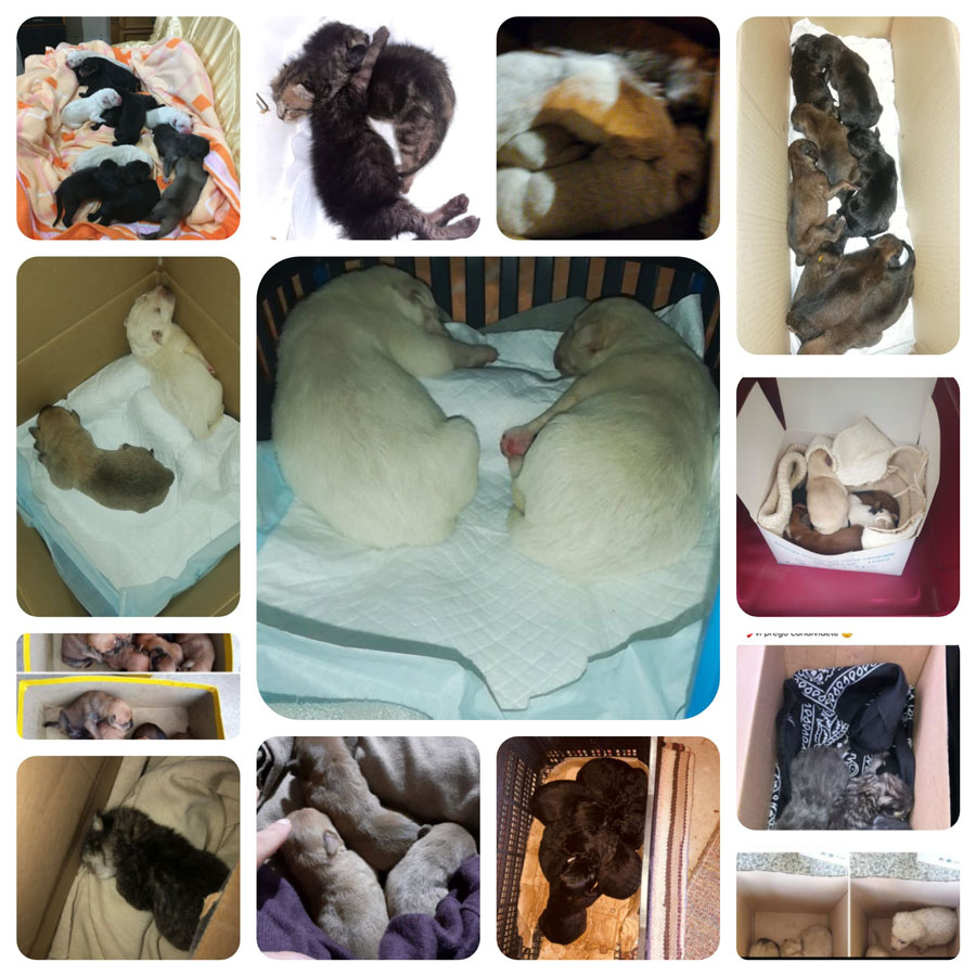 Nuoro. In 18 giorni “buttate” 16 cucciolate. L’appello: “Servono volontari per allattare cani e gatti”