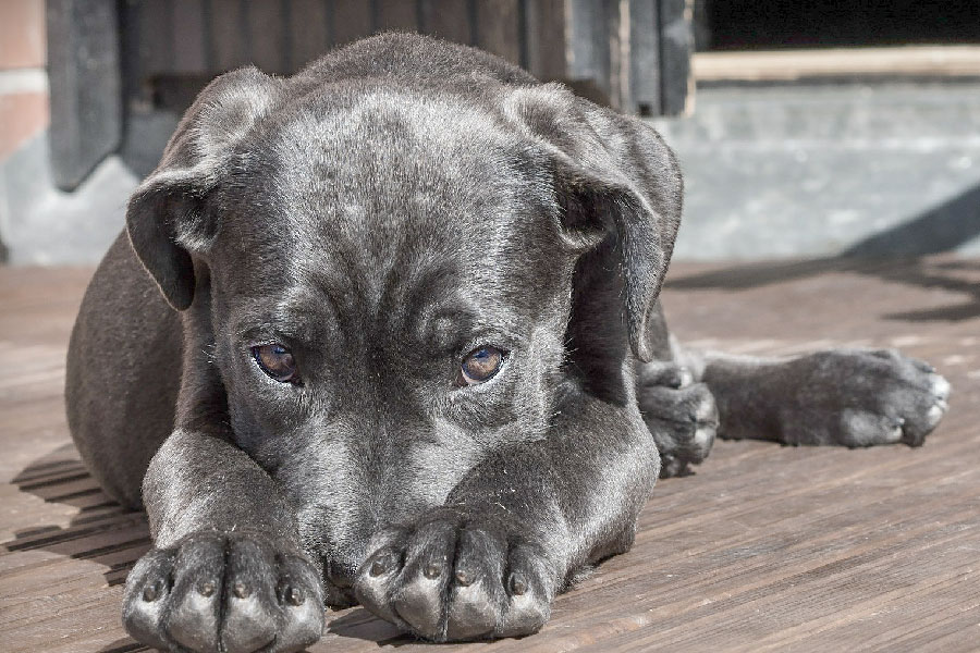 AIDAA. “Cucciolata trucidata a Nuoro. Spunta la pista esoterica”