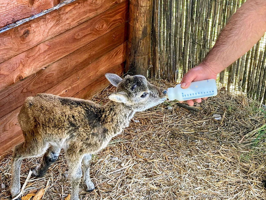 Ogliastra. Gairuccio il piccolo muflone salvato dai forestali non ce l’ha fatta