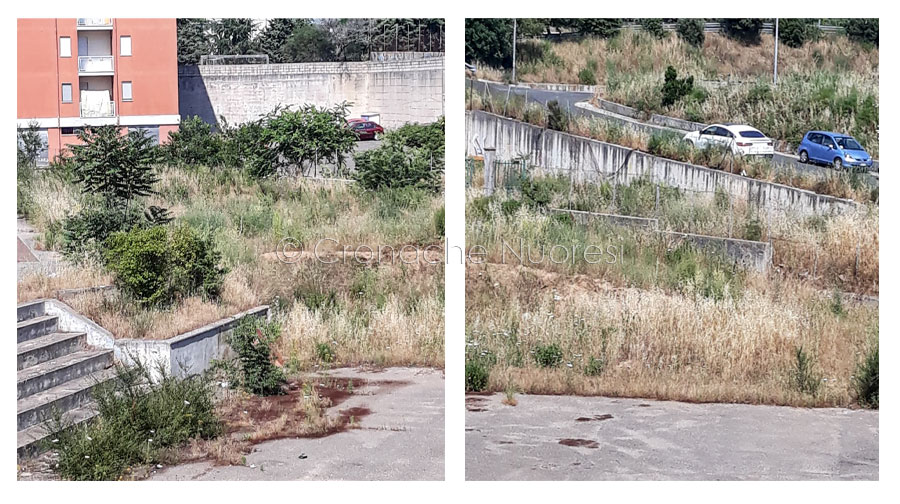 Nuoro. Viale Costituzione: topi, zecche e oltre un metro di erbacce col rischi di un incendio
