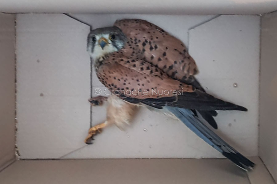 Gheppio ferito a Cala Gonone: portato in salvo dai Carabinieri